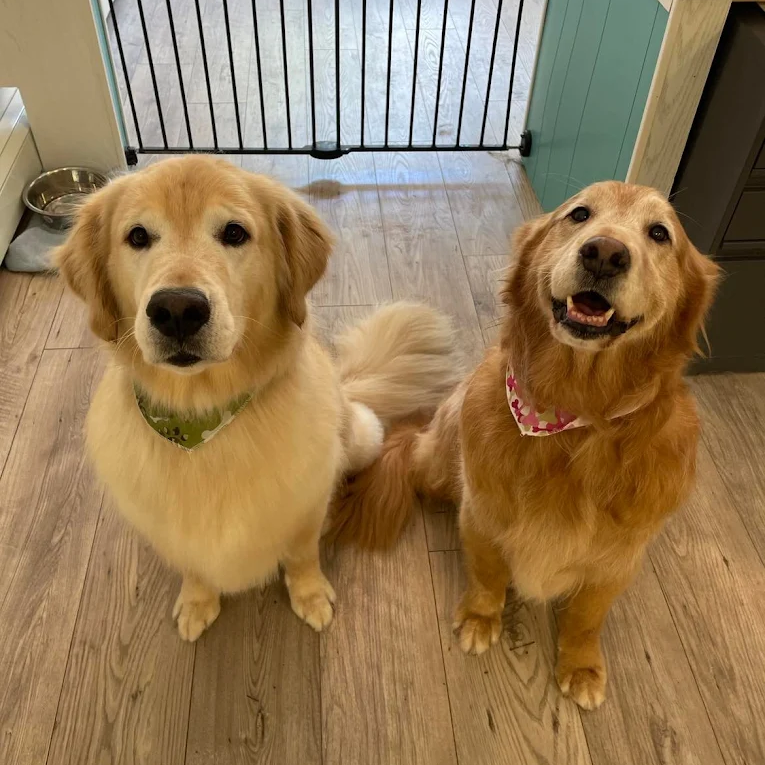 Top Knot Grooming in Orillia, Ontario